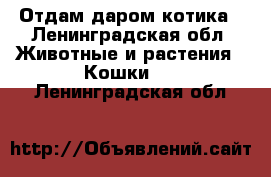 Отдам даром котика - Ленинградская обл. Животные и растения » Кошки   . Ленинградская обл.